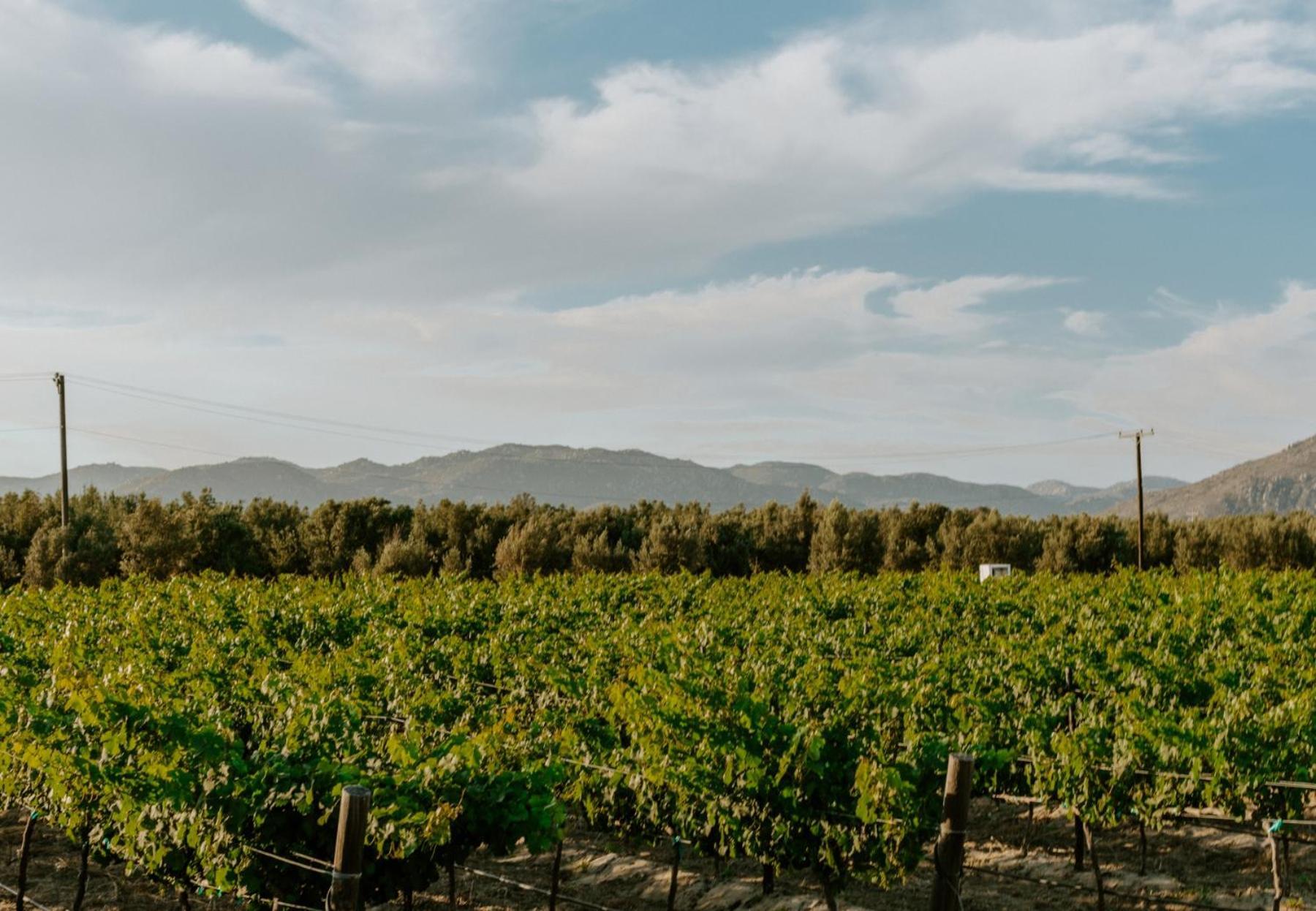 Campera Valle De Guadalupe เอนเซนาดา ภายนอก รูปภาพ